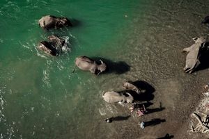 Ekowisata Tangkahan.