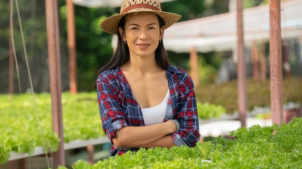 Ilustrasi anak muda bertani selada.