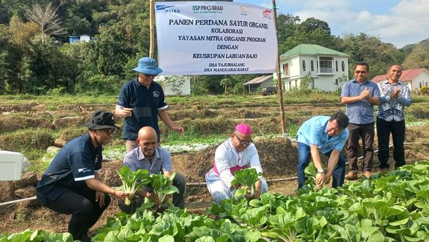 Panen Perdana Sayur Organik, Langkah Mandiri Labuan Bajo di Tengah Geliat Pariwisata