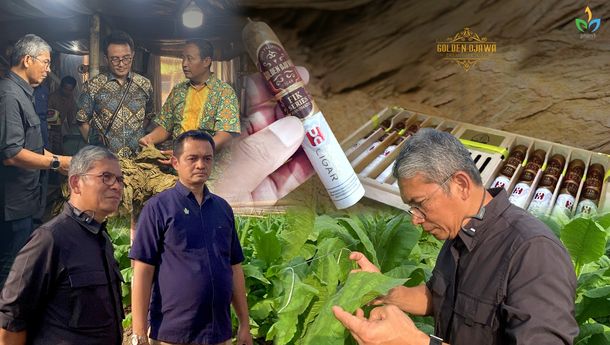 Hilirisasi Cerutu Golden Djawa, Komitmen PTPN I Dukung Asta Cita