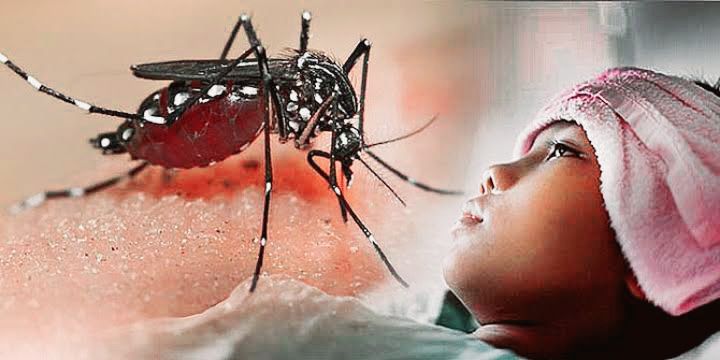 
Virus Chikungunya ditularkan melalui gigitan Nyamuk Aedes, menimbulkan demam tinggi, nyeri sendi parah, ruam kulit dan komplikasi serius