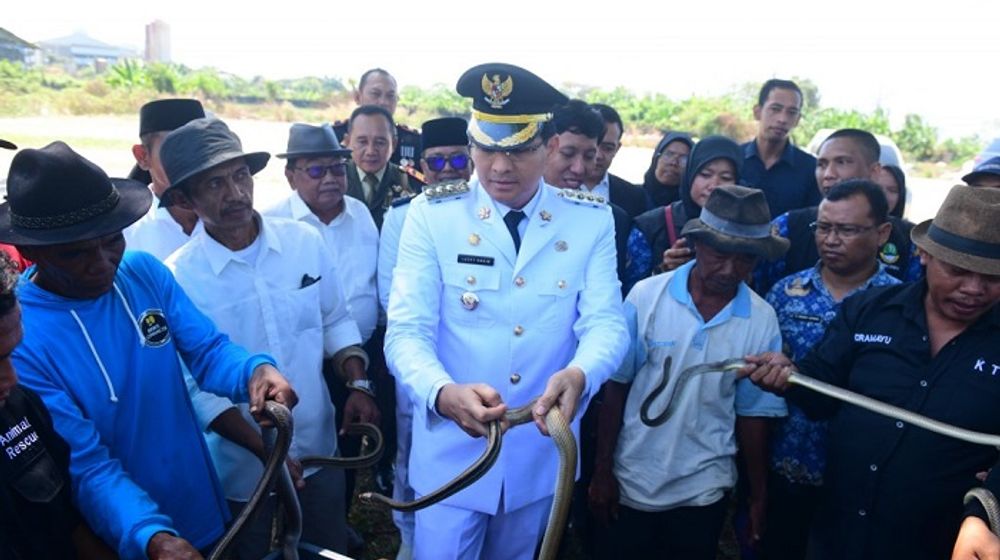 Bupati Indramayu Lucky Hakim, lepas ratusan ular di lahan persawahan di Kabupaten Indramayu.