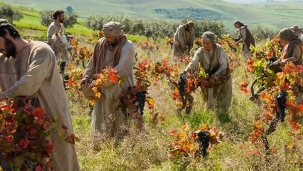 Bacaan Liturgis, Rabu, 20 Agustus 2025: Para Pekerja Kebun Anggur