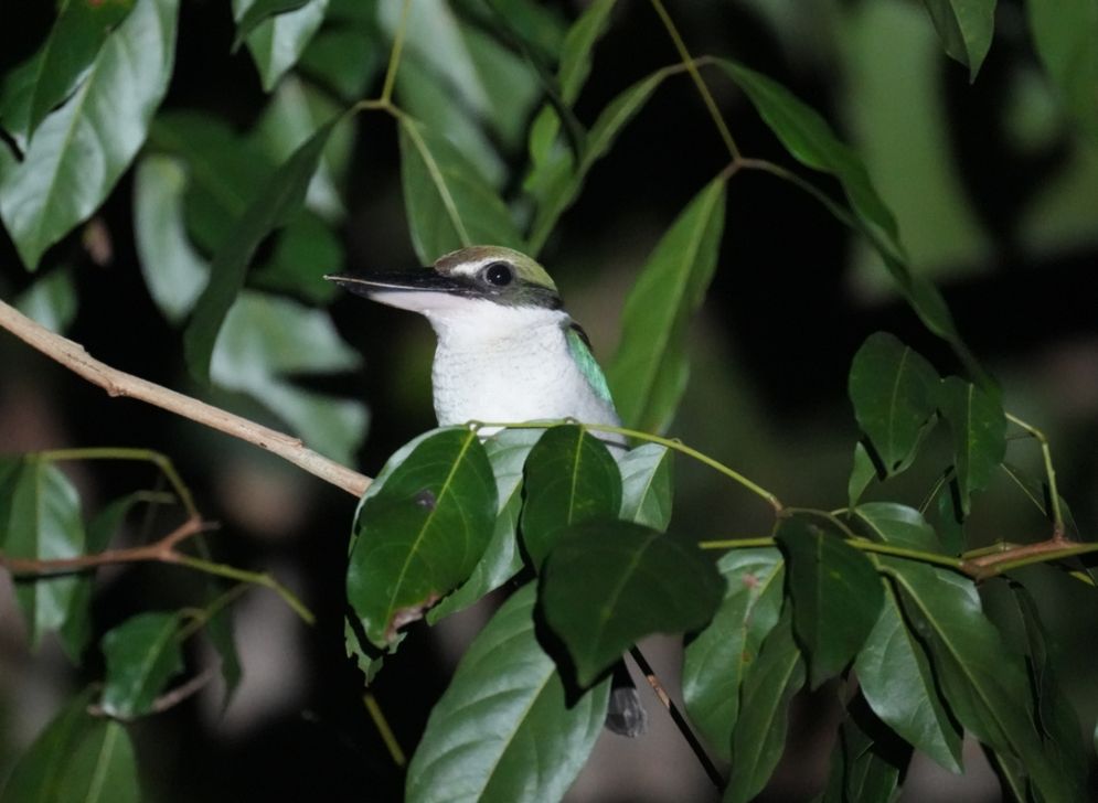 Cekakak Sungai (Todirhamphus chloris) salah satu jenis burung yang berada pada kawasan Desa Ramah Burung Labuhan Ratu IX. 