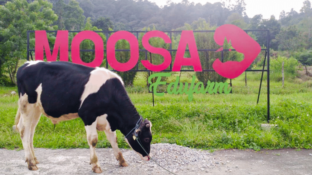 Ilustrasi Moosa Genetics.png