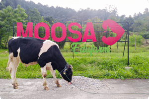 Ilustrasi Moosa Genetics.png