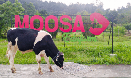 Ilustrasi Moosa Genetics.png