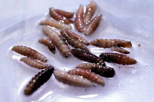 Wabah New World Screworm telah dikonfirmasi di Amerika Tengah dan Meksiko.