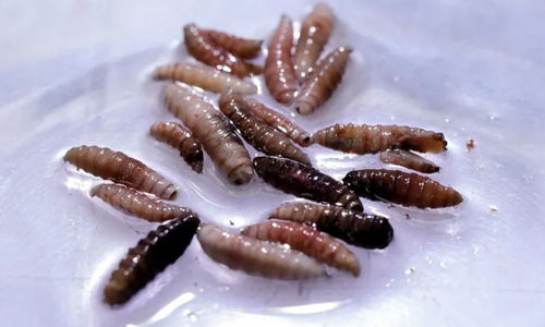 Wabah New World Screworm telah dikonfirmasi di Amerika Tengah dan Meksiko.