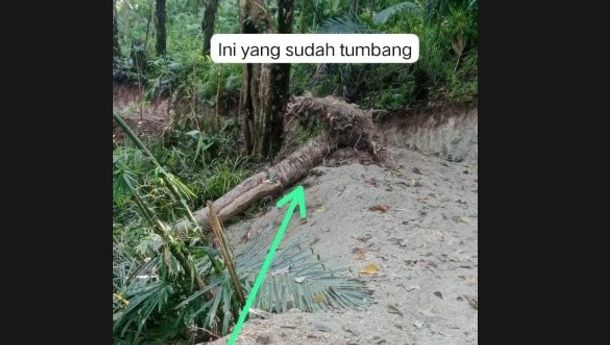 Proyek Miliaran Rupiah Obrak Abrik Perkebunan Milik Warga Desa Rokap
