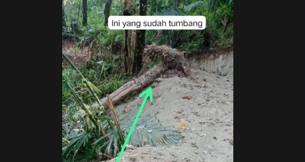 tumbang.jpg