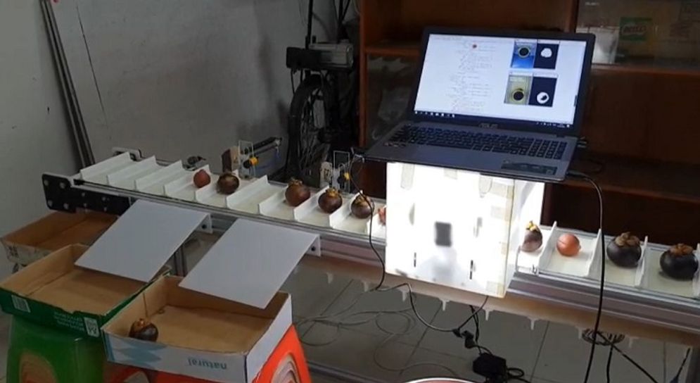 25082025-UMY pemilah manggis.jpg