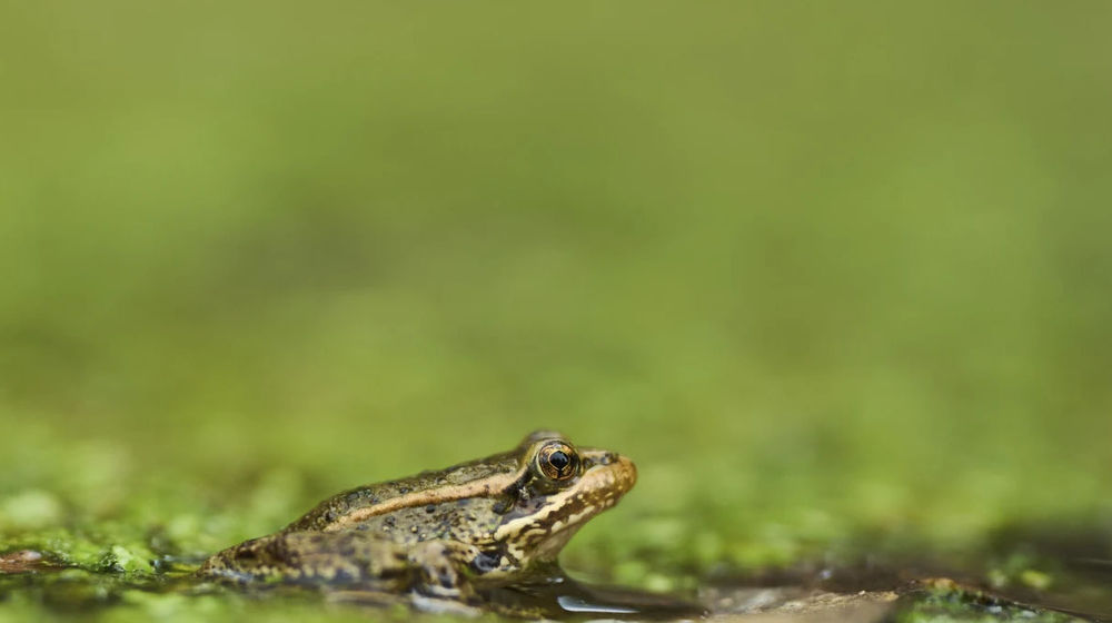 katak kaki merah.jpg
