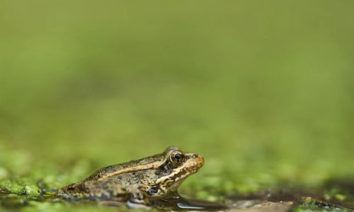 katak kaki merah.jpg