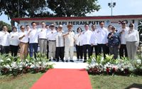Sapi Merah Putih Jadi Andalan, BRI Dorong Kemandirian Pangan