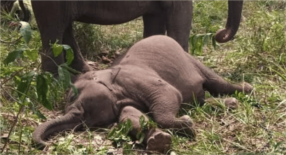 gajah tari.png