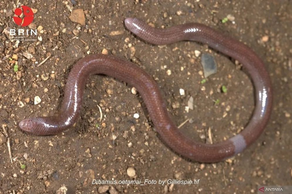 11092025-UGM KadalButa.jpg