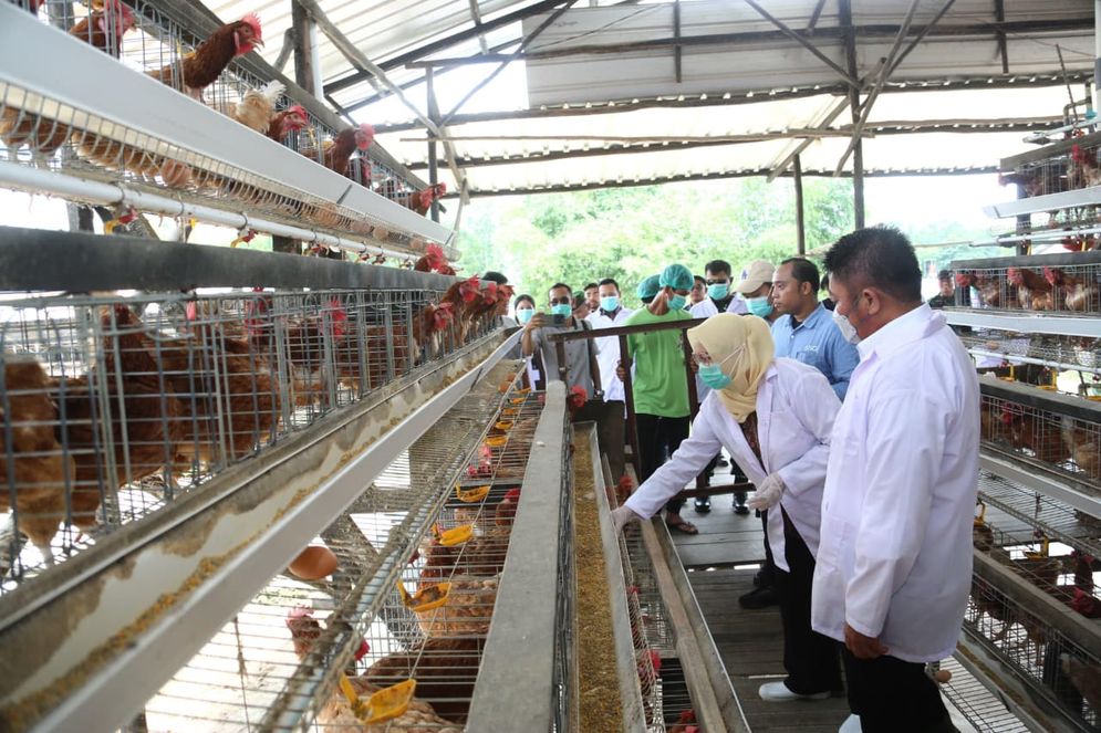  Banyuasin Sentra Ayam Petelur Terbesar di Sumsel, Produksi 400 butir Telur Tiap Bulan 