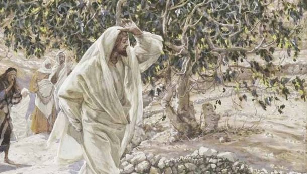 Bacaan Liturgis, Sabtu, 13 Juli 2024: Yesus dan Pohon Ara