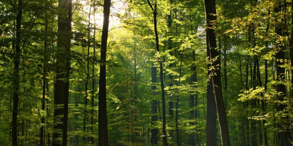 ilustrasi hutan