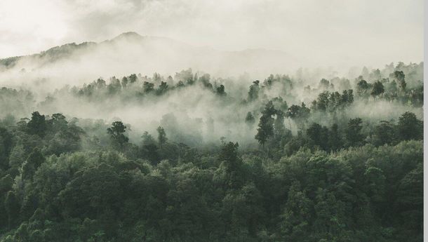 Hutan Tanaman Industri Energi, Jadi Solusi Berkelanjutan untuk Perubahan Iklim, Energi, dan Ekosistem
