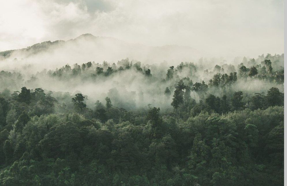 ilustrasi hutan