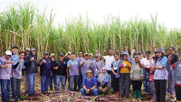 Musim Panen Tebu 2025 Dimulai: MSM Bersinergi dengan Petani Sumba Timur