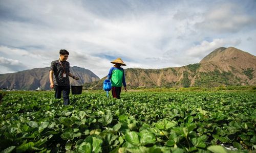 BRI Berdayakan Petani lewat Pembiayaan Inklusif pada Hari Tani Nasional