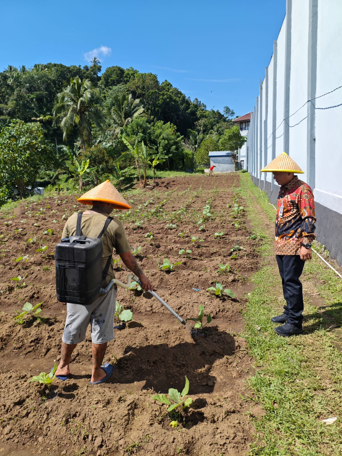 Usaha pertanian tanaman terong di kebun Sarana Asimilasi dan Edukasi (SAE) Rutan Kelas IIA Manado. (Foto:Istimewa)