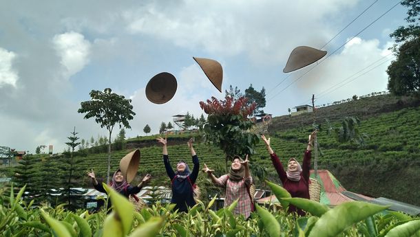 Agrowisata Kaligua: Menyatu dengan Alam, Menemukan Ketenangan di Kebun Teh