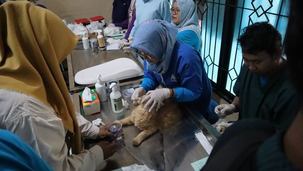 Lampung Perkuat Swasembada Protein Hewani, Targetkan Zero Rabies 2030
