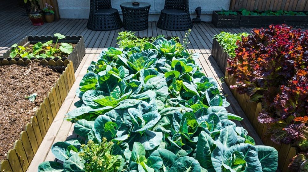 Ilustrasi menanam sayur di rumah dengan lahan sempit menggunakan metode raised bed .