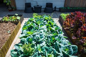 Ilustrasi menanam sayur di rumah dengan lahan sempit menggunakan metode raised bed .