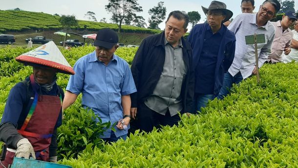 Dewan Komisaris PTPN III Dorong Optimalisasi Teknologi untuk Tingkatkan Produksi Teh