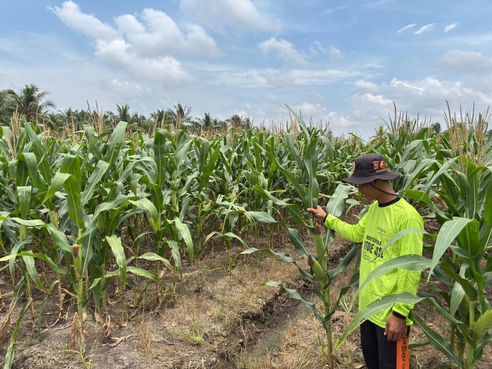 Sujoko (51) petani di kawasan perairan Banyuasin mengecek  pertumbuhan jagung di lahan miliknya,  Minggu (12/10/2025)