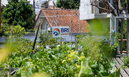Wujudkan Ketahanan Pangan Nasional, BRI Peduli Ajak Warga Manfaatkan Lahan Sempit Lewat Program BRInita