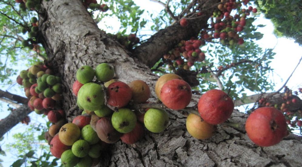 fig-tree-003.sermon-caitlin-trusselljpg-672x372.jpg