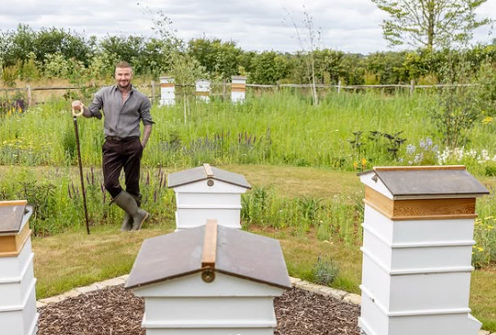 Tak Lagi di Lapangan Sepak Bola, David Beckham Kini Berkebun Sayur di Cotswolds