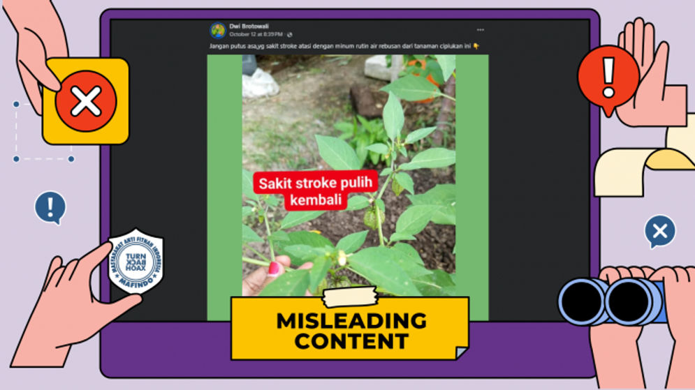 Tidak Benar, Air Rebusan Ciplukan bisa Mengatasi Stroke, Berikut Penjelasannya