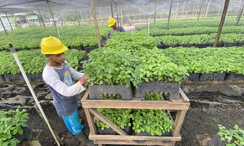 Industri Biomassa Gorontalo Bebas Deforestasi, BJA Group Dorong Kesejahteraan Ribuan Warga