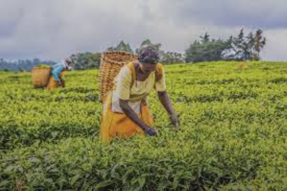 Negara di Afrika Ini Berhasil Sediakan 100% Pangan Tanpa Impor