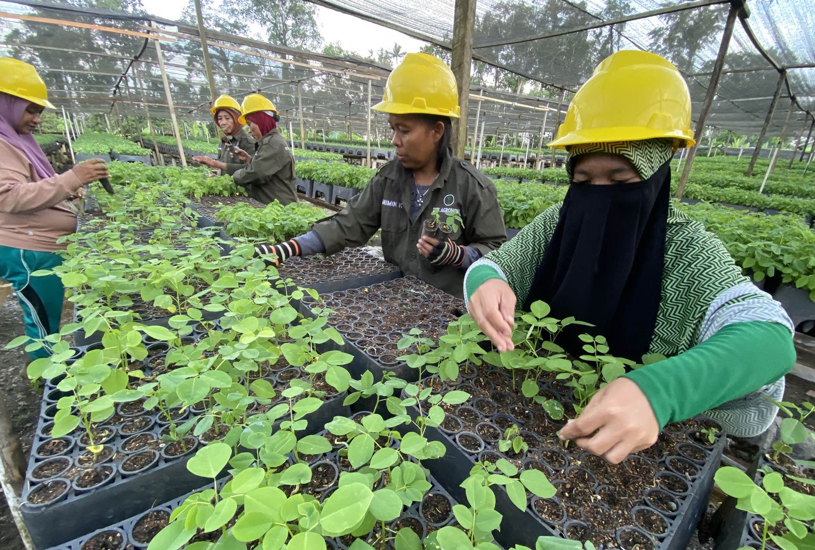Industri Biomassa Bebas Deforestasi di Gorontalo Jadi Penopang Ekonomi Lewat Ribuan Pekerjaan Baru