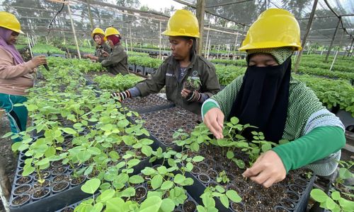 Bebas Deforestasi, Industri Biomassa Gorontalo Kian Tumbuh dan Buka Ribuan Lapangan Kerja