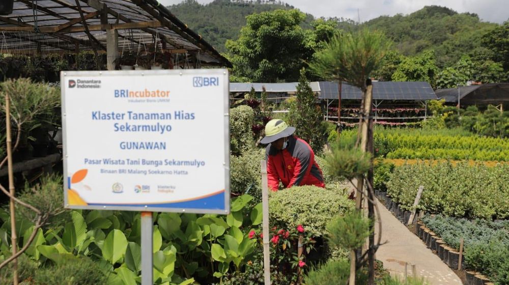 Pekerja merawat tanaman di area klaster tanaman hias Sekarmulyo binaan BRIincubator, dengan deretan tanaman hijau dan pegunungan di latar belakang.