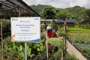 Pekerja merawat tanaman di area klaster tanaman hias Sekarmulyo binaan BRIincubator, dengan deretan tanaman hijau dan pegunungan di latar belakang.