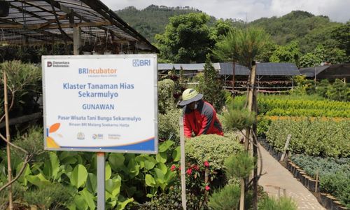 Pekerja merawat tanaman di area klaster tanaman hias Sekarmulyo binaan BRIincubator, dengan deretan tanaman hijau dan pegunungan di latar belakang.