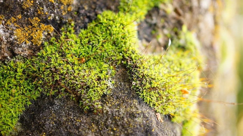 Tumbuhan lumut.