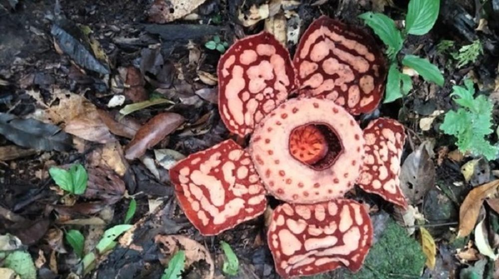 Rafflesia hasseltii ditemukan di Sumatera.