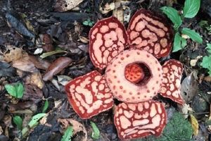 Rafflesia hasseltii ditemukan di Sumatera.
