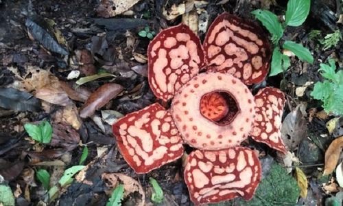 Rafflesia hasseltii ditemukan di Sumatera.